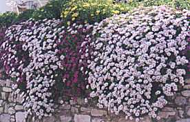 Flowers on a wall